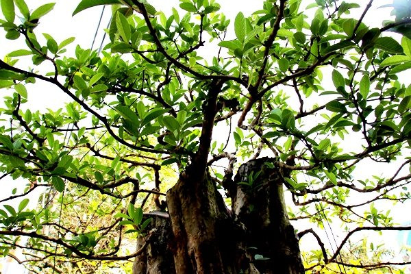 C&acirc;y ổi cổ thụ 200 năm tuổi nổi v&acirc;n gỗ đỏ thẫm khi tưới nước c&oacute; gi&aacute; hơn nửa tỷ- Ảnh 4.