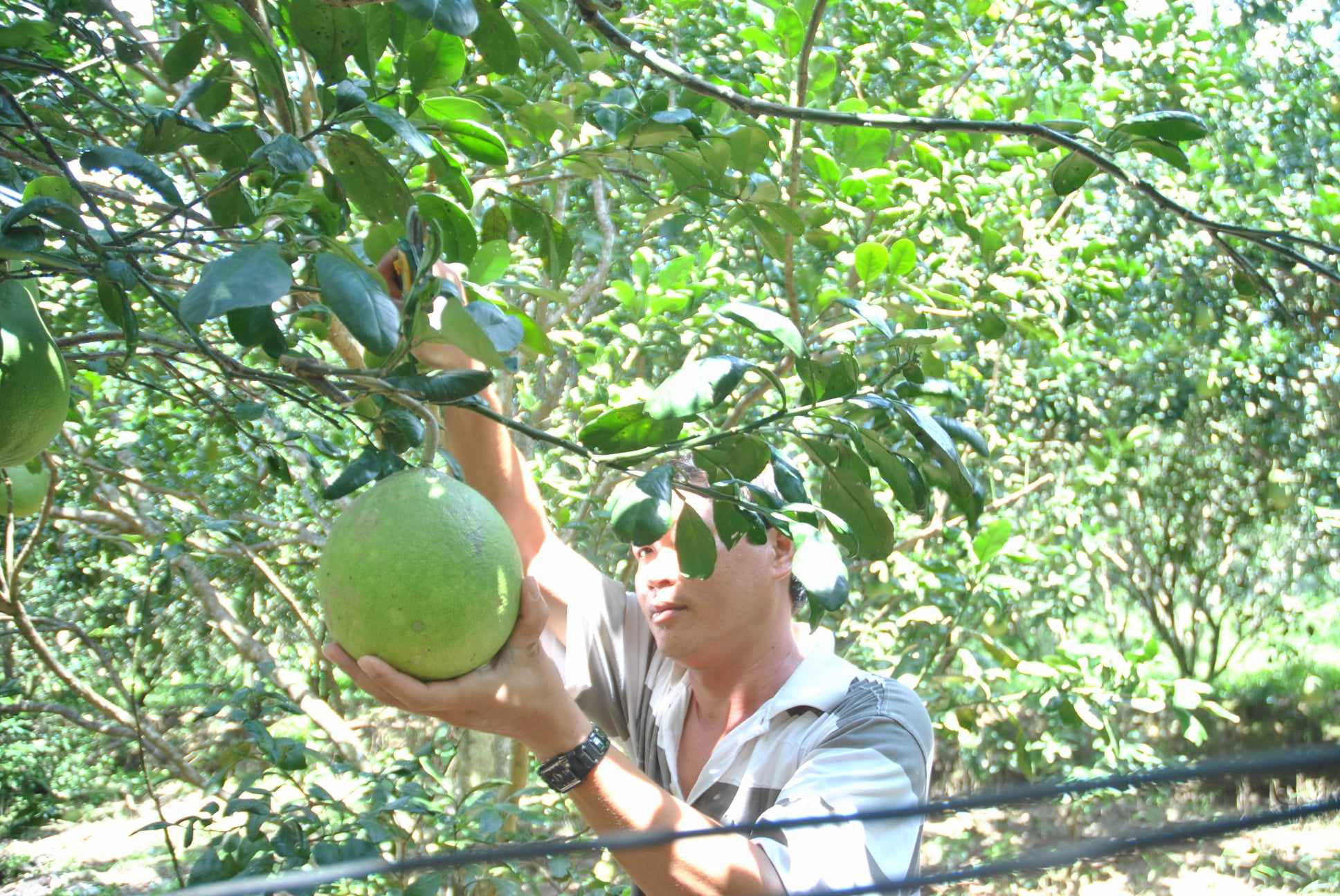 Nông dân xứ bưởi Năm Roi thở dài vì đặc sản lại mất giá- Ảnh 4. Nông dân xứ bưởi Năm Roi thở dài vì đặc sản lại mất giá- Ảnh 4.