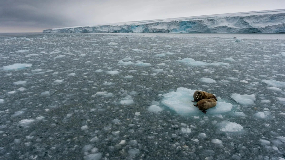 Lớp băng vĩnh cửu nhiều nơi đang tan chảy trước nguy cơ n&oacute;ng l&ecirc;n to&agrave;n cầu (Ảnh: Green Peace)