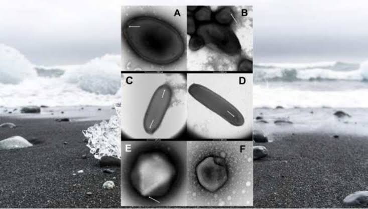 Nguy cơ virus &ldquo;th&acirc;y ma&rdquo; hồi sinh, l&agrave;m b&ugrave;ng đại dịch b&iacute; hiểm- Ảnh 3.