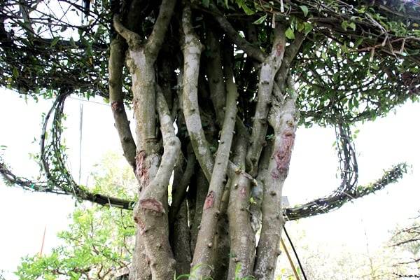 Xuất hiện c&acirc;y mai h&igrave;nh m&aacute;y bay trực thăng gi&aacute; 600 triệu tại chợ hoa xu&acirc;n An Giang- Ảnh 2.