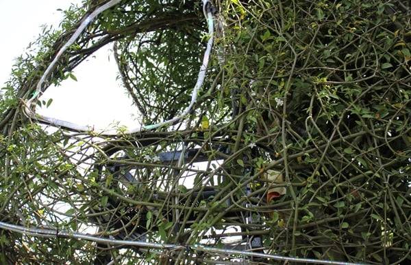 Xuất hiện c&acirc;y mai h&igrave;nh m&aacute;y bay trực thăng gi&aacute; 600 triệu tại chợ hoa xu&acirc;n An Giang- Ảnh 3.