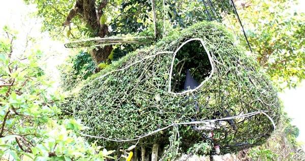 Xuất hiện c&acirc;y mai h&igrave;nh m&aacute;y bay trực thăng gi&aacute; 600 triệu tại chợ hoa xu&acirc;n An Giang- Ảnh 4.