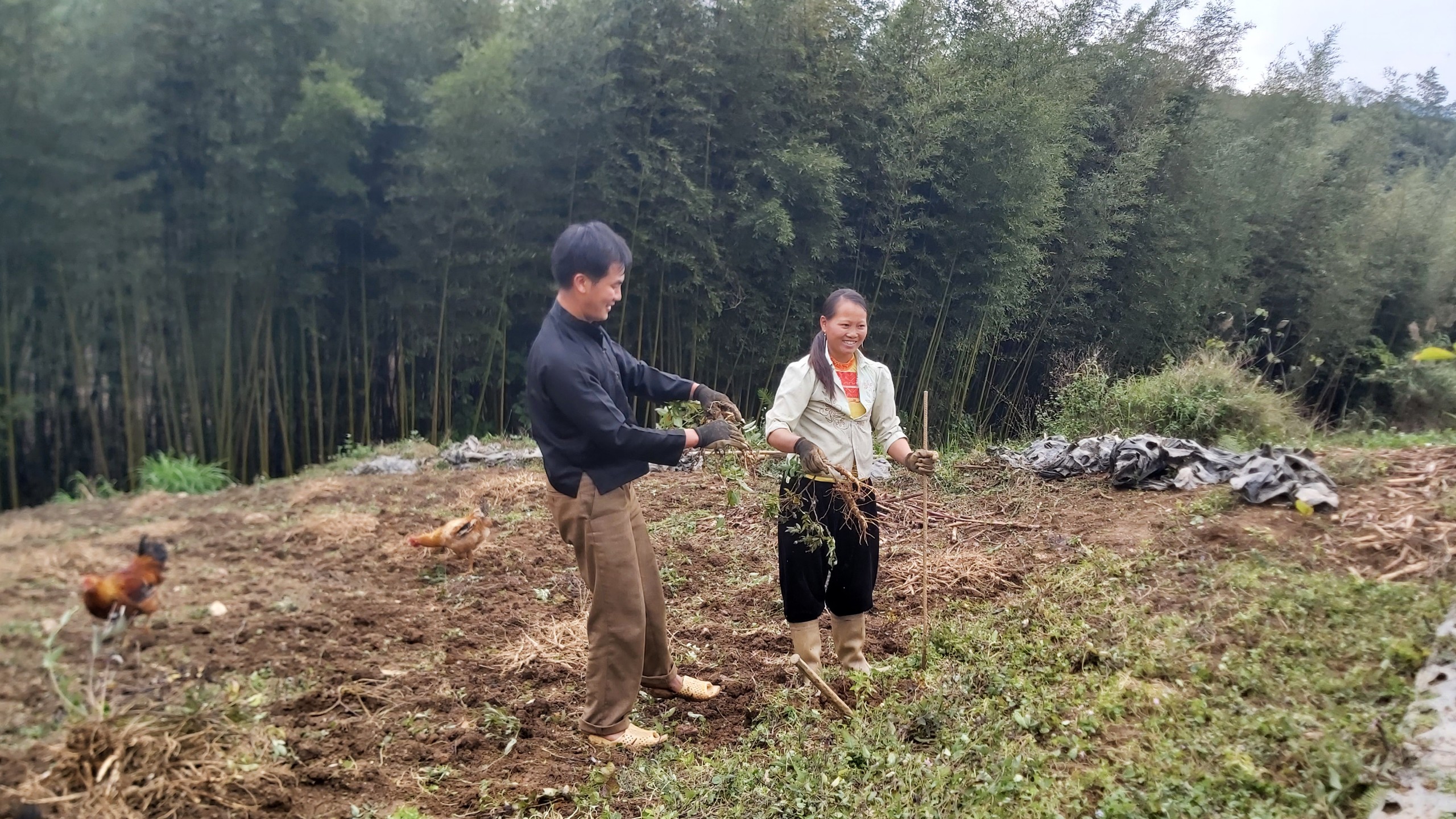 Trồng dược liệu c&aacute;t c&aacute;nh tạo hướng đi mới tho&aacute;t ngh&egrave;o cho b&agrave; con d&acirc;n tộc B&igrave;nh Nguy&ecirc;n- Ảnh 1.