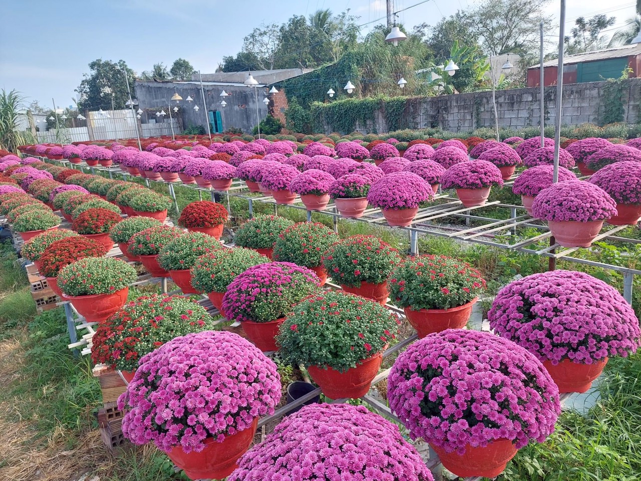 L&agrave;ng hoa trăm tuổi ở Cần Thơ v&agrave;o vụ Tết- Ảnh 2.
