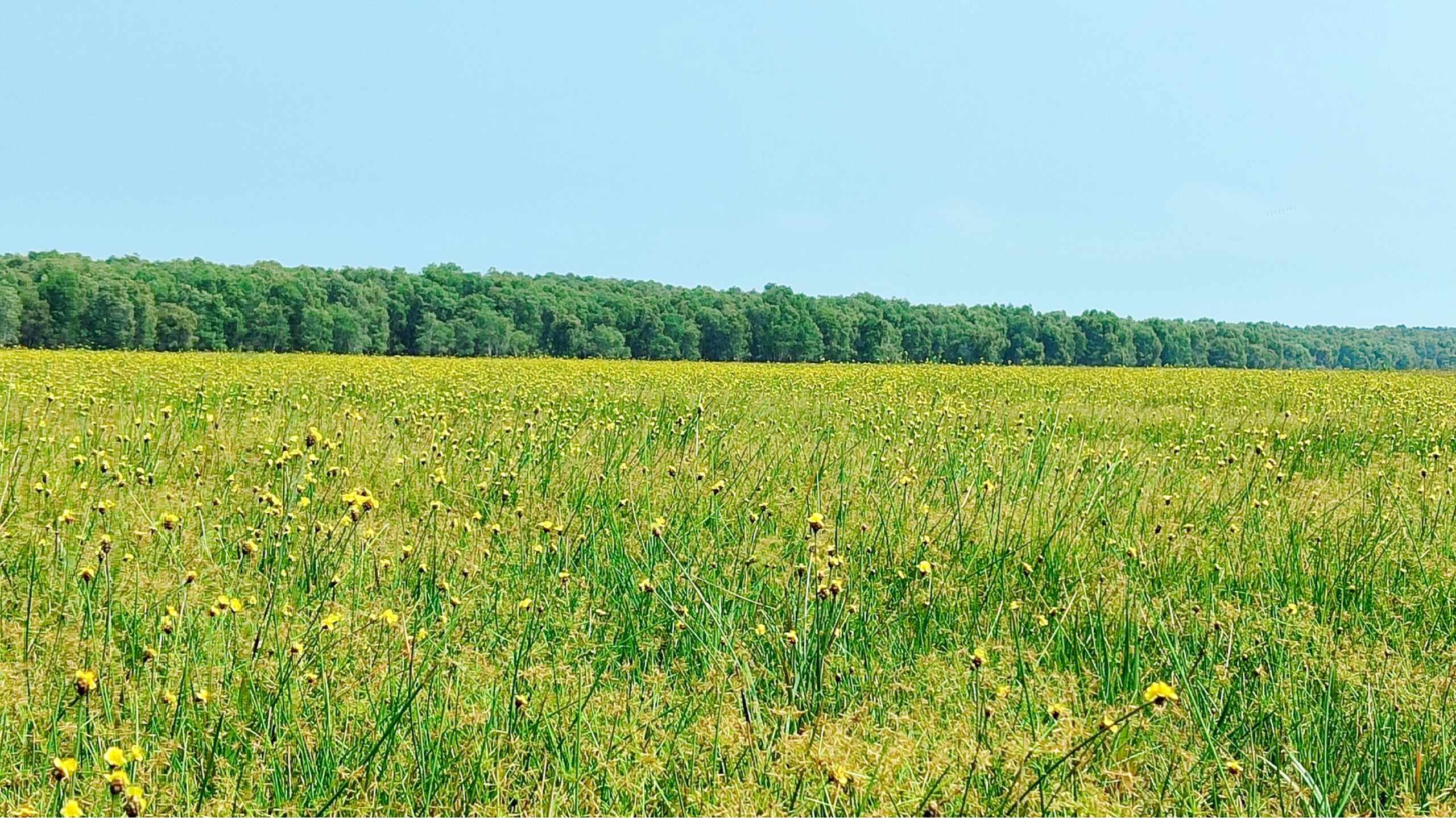 N&eacute;t đẹp hoa ho&agrave;ng đầu ấn ở vườn quốc gia Tr&agrave;m Chim- Ảnh 1.