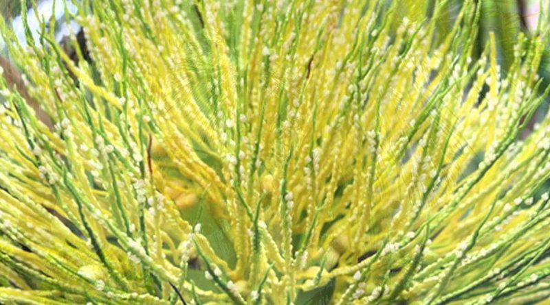 Loại hoa ng&aacute;t thơm vườn qu&ecirc; lại l&agrave; 