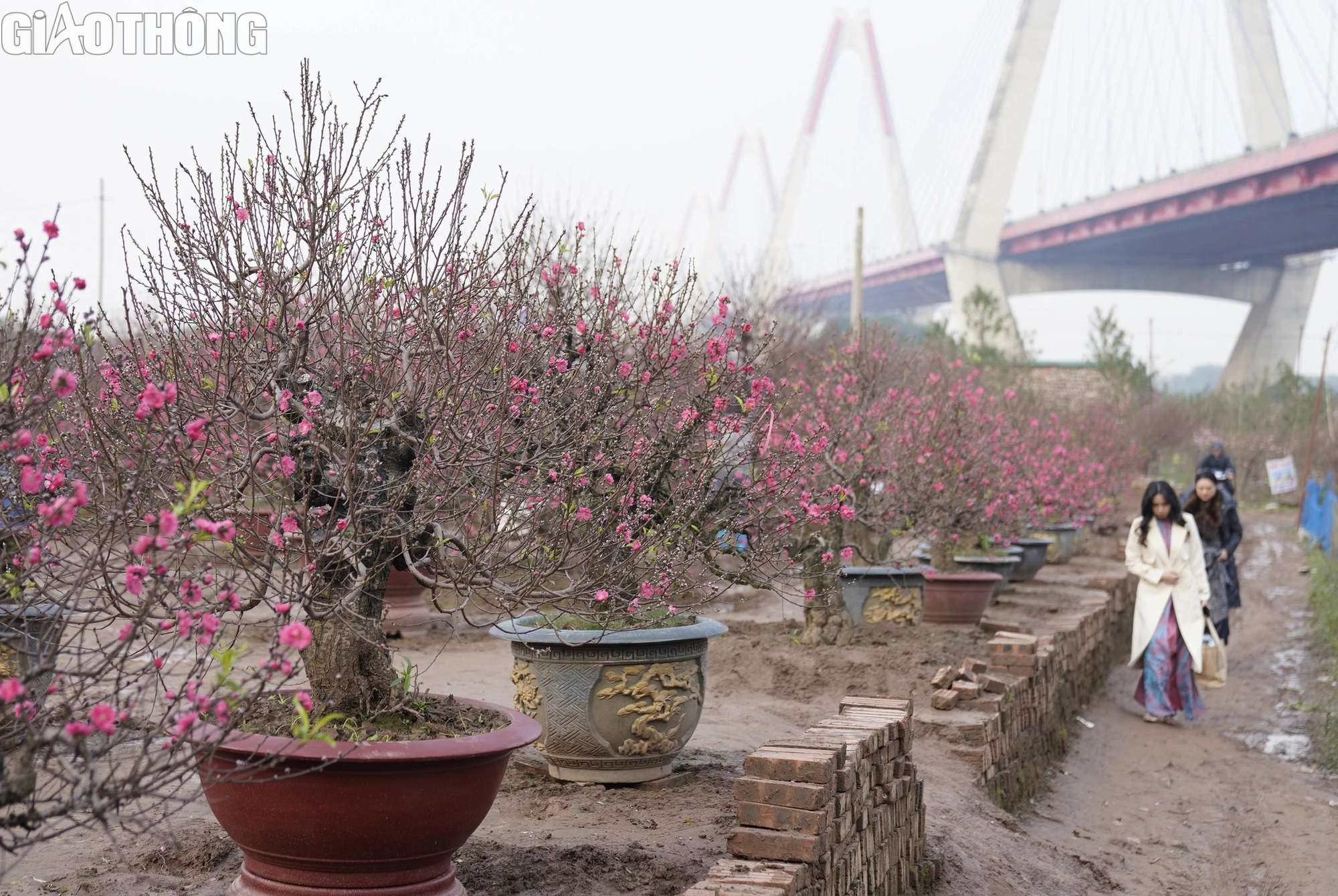 Đào Nhật Tân nở rộ, hút khách mua- Ảnh 1. Đào Nhật Tân nở rộ, hút khách mua- Ảnh 1.