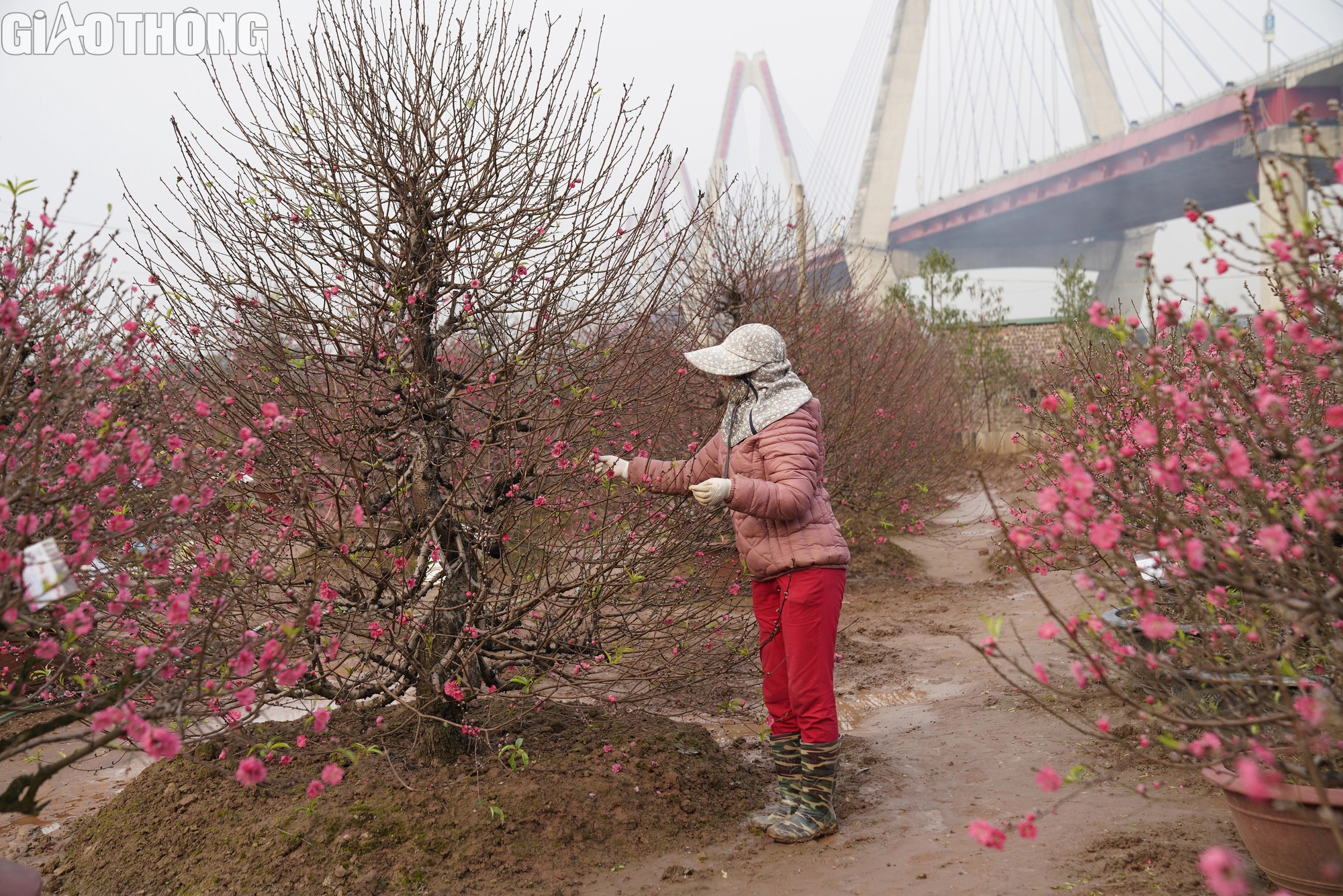 Đào Nhật Tân nở rộ, hút khách mua- Ảnh 8. Đào Nhật Tân nở rộ, hút khách mua- Ảnh 8.