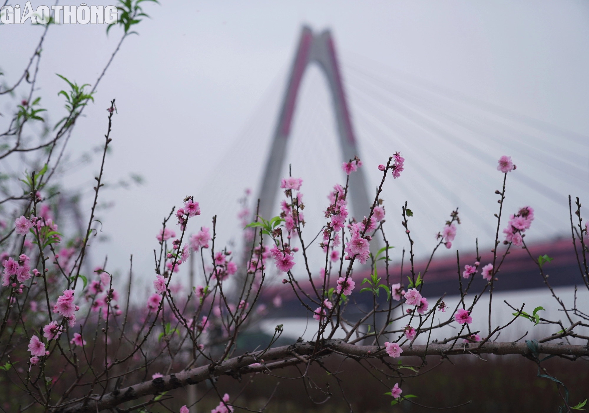 Đào Nhật Tân nở rộ, hút khách mua- Ảnh 2. Đào Nhật Tân nở rộ, hút khách mua- Ảnh 2.