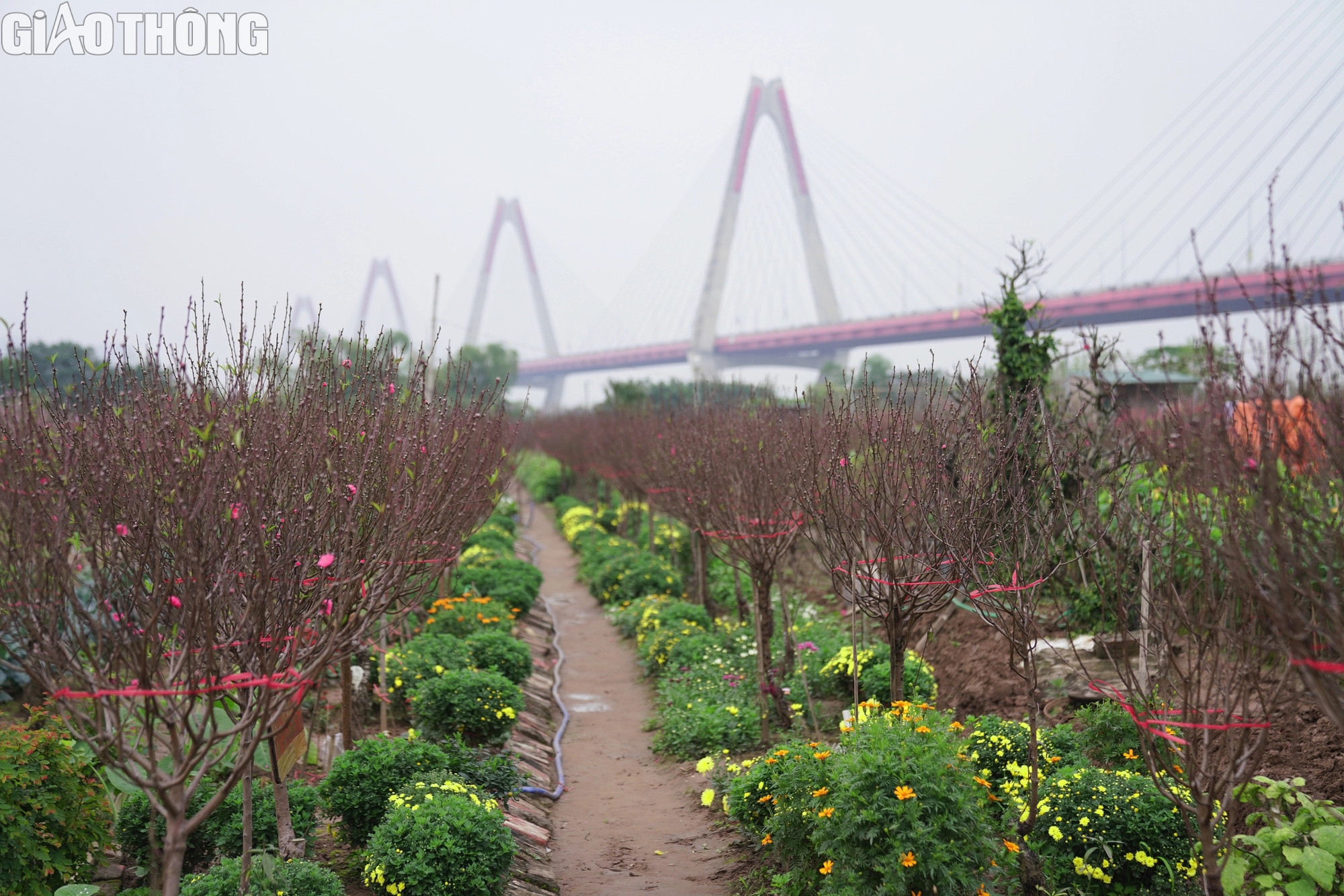 Đào Nhật Tân nở rộ, hút khách mua- Ảnh 7. Đào Nhật Tân nở rộ, hút khách mua- Ảnh 7.