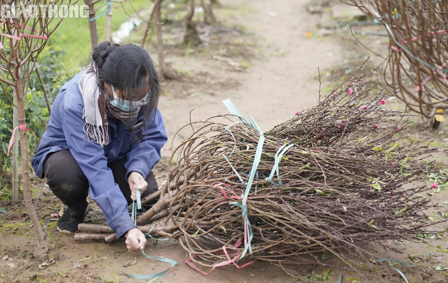 Đào Nhật Tân nở rộ, hút khách mua- Ảnh 9. Đào Nhật Tân nở rộ, hút khách mua- Ảnh 9.