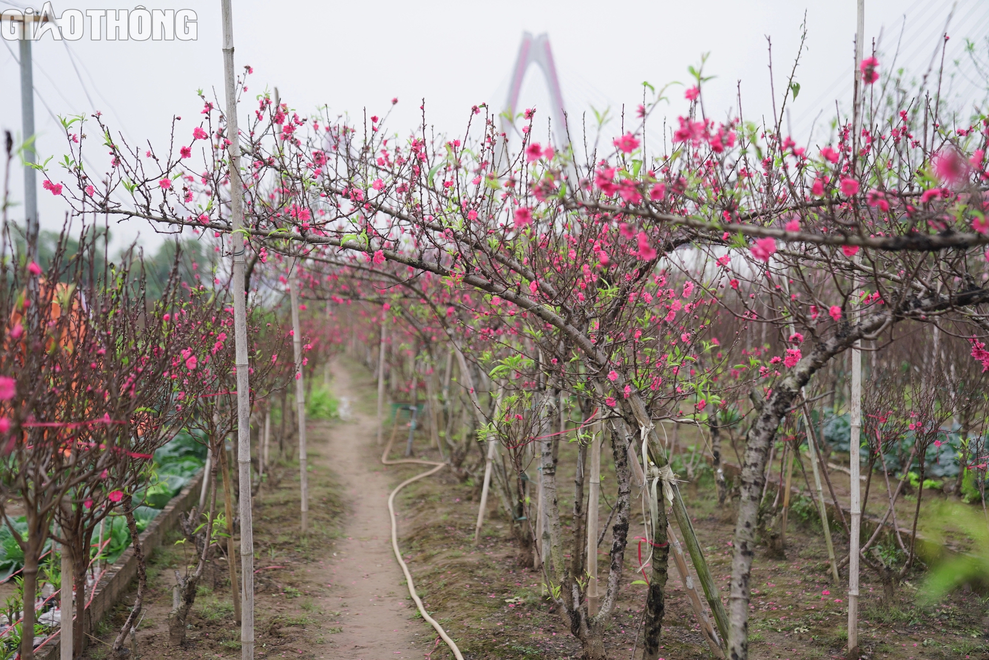 Đào Nhật Tân nở rộ, hút khách mua- Ảnh 10. Đào Nhật Tân nở rộ, hút khách mua- Ảnh 10.