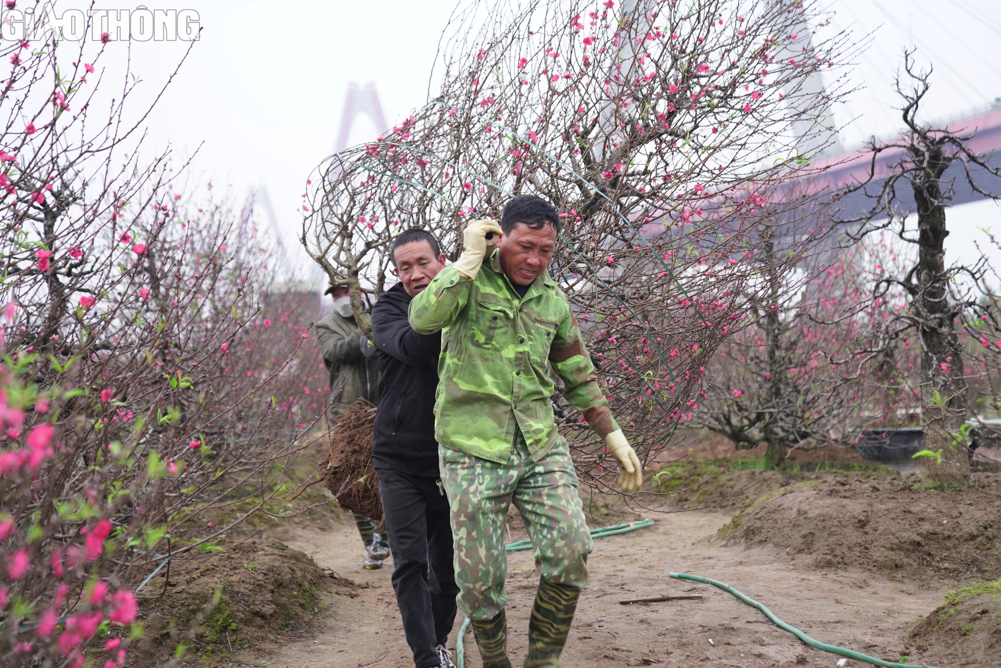 Đào Nhật Tân nở rộ, hút khách mua- Ảnh 3. Đào Nhật Tân nở rộ, hút khách mua- Ảnh 3.