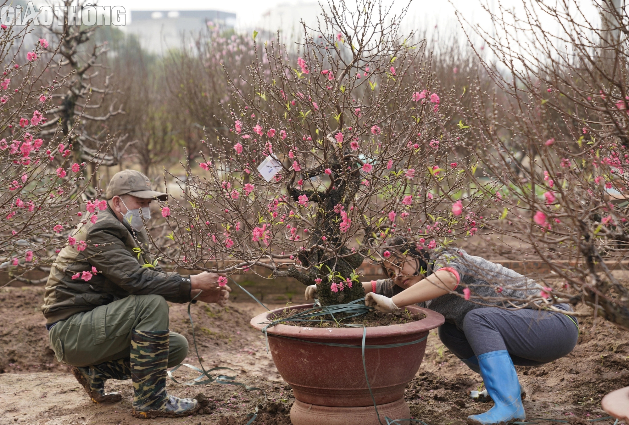 Đào Nhật Tân nở rộ, hút khách mua- Ảnh 4. Đào Nhật Tân nở rộ, hút khách mua- Ảnh 4.