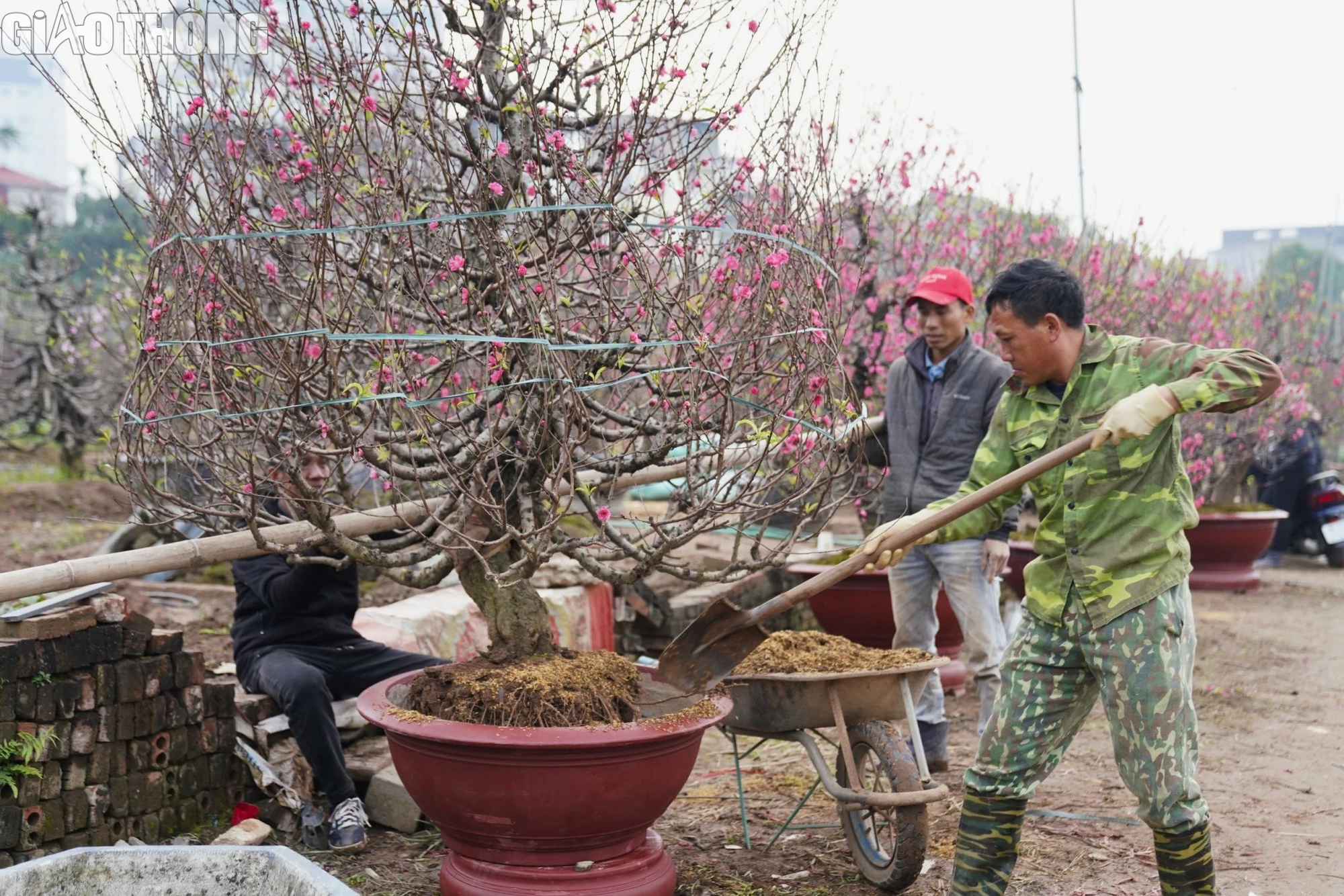 Đào Nhật Tân nở rộ, hút khách mua- Ảnh 11. Đào Nhật Tân nở rộ, hút khách mua- Ảnh 11.