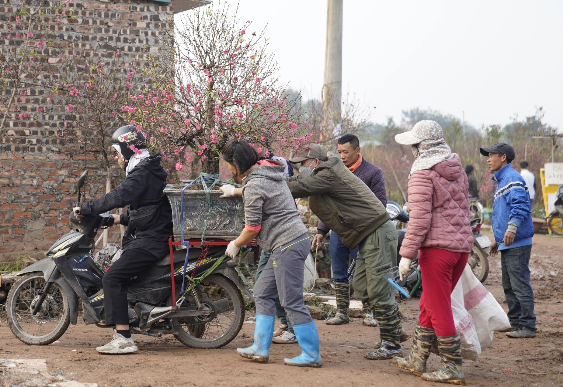 Đào Nhật Tân nở rộ, hút khách mua- Ảnh 5. Đào Nhật Tân nở rộ, hút khách mua- Ảnh 5.