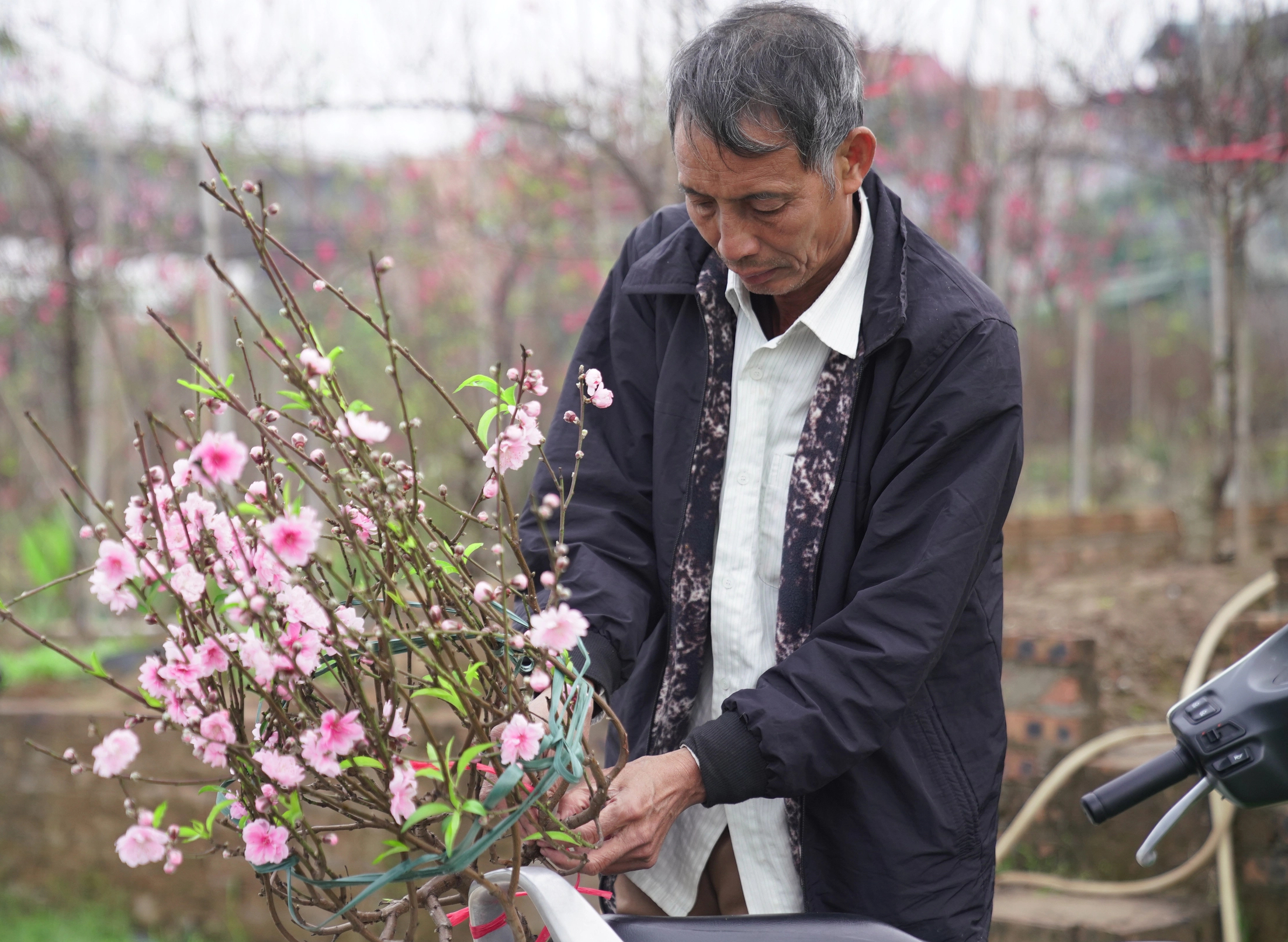 Đào Nhật Tân nở rộ, hút khách mua- Ảnh 6. Đào Nhật Tân nở rộ, hút khách mua- Ảnh 6.