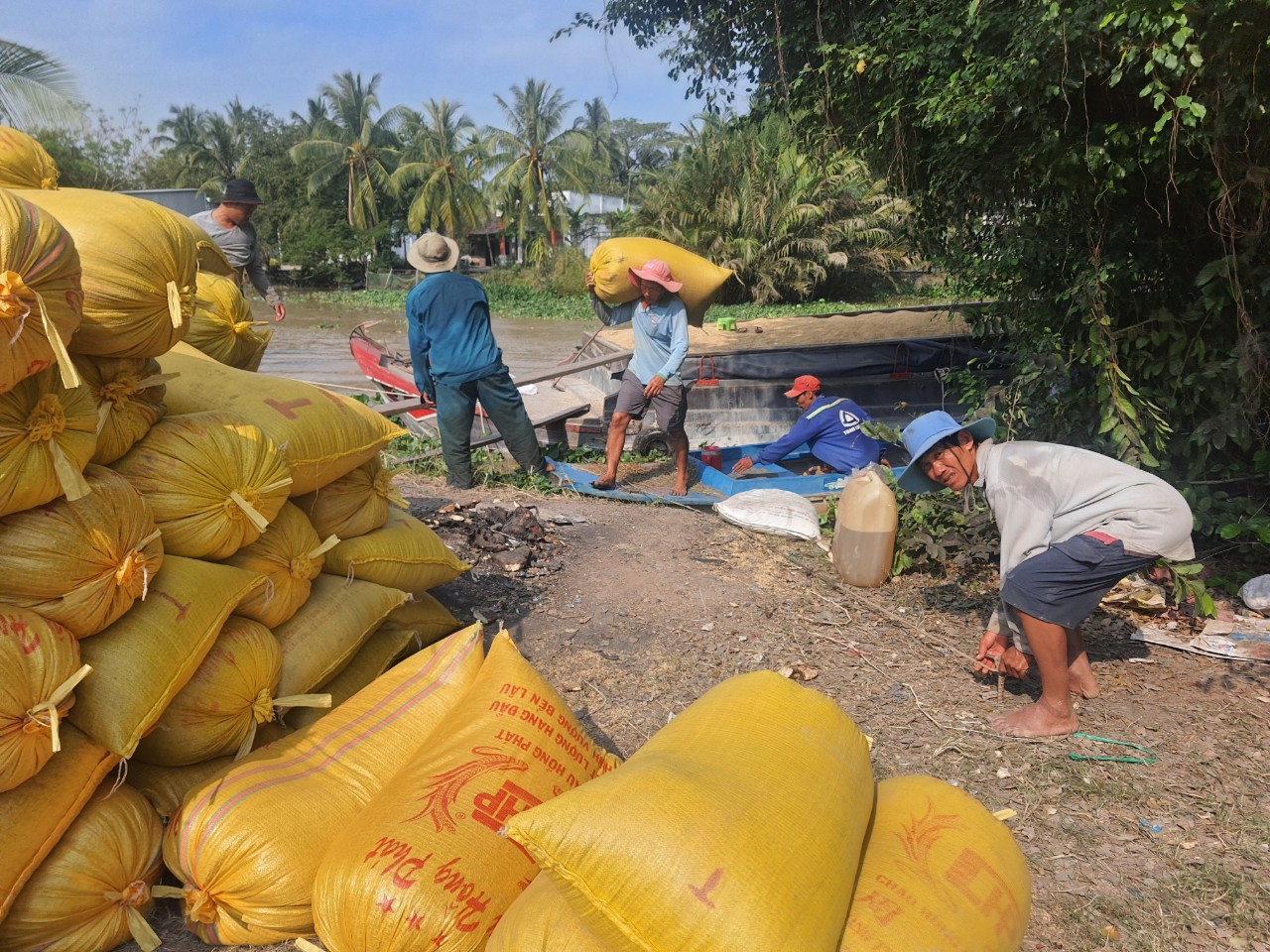 L&uacute;a tr&uacute;ng m&ugrave;a được gi&aacute;, thu l&atilde;i h&agrave;ng trăm triệu, n&ocirc;ng d&acirc;n Bạc Li&ecirc;u phấn khởi đ&oacute;n Tết- Ảnh 2.
