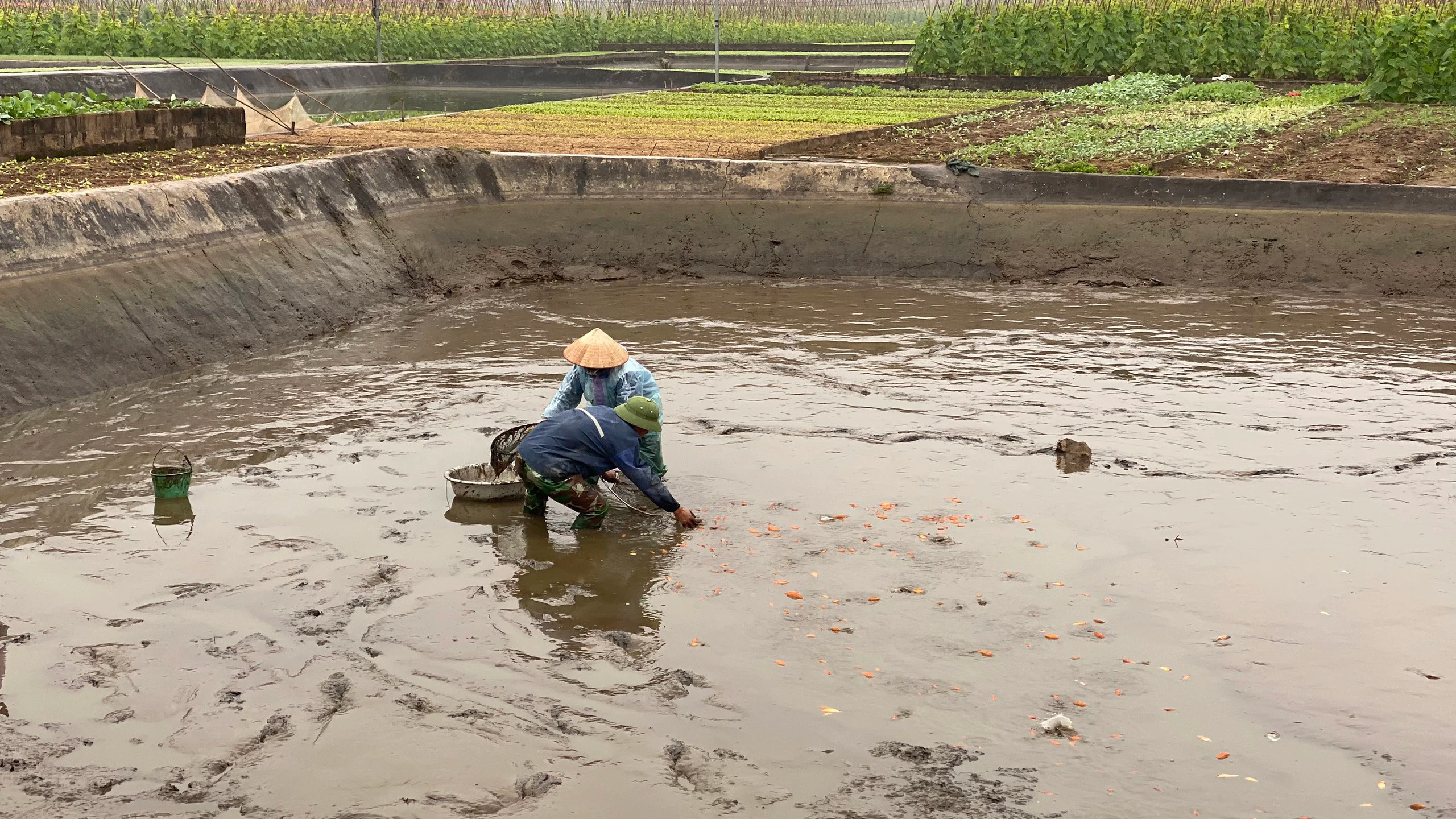 Thủ phủ cá chép đỏ Thuỷ Trầm và bí kíp chăm sóc Thủ phủ cá chép đỏ Thuỷ Trầm và bí kíp chăm sóc
