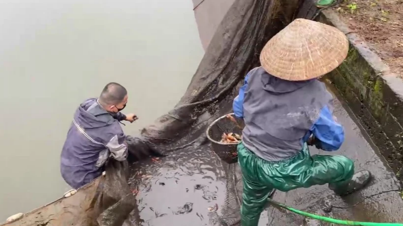 Thủ phủ cá chép đỏ Thuỷ Trầm và bí kíp chăm sóc Thủ phủ cá chép đỏ Thuỷ Trầm và bí kíp chăm sóc