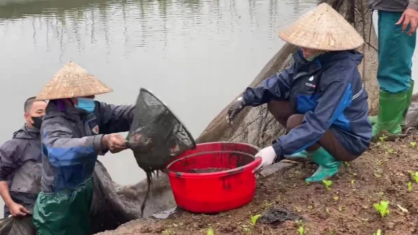 Thủ phủ cá chép đỏ Thuỷ Trầm và bí kíp chăm sóc Thủ phủ cá chép đỏ Thuỷ Trầm và bí kíp chăm sóc