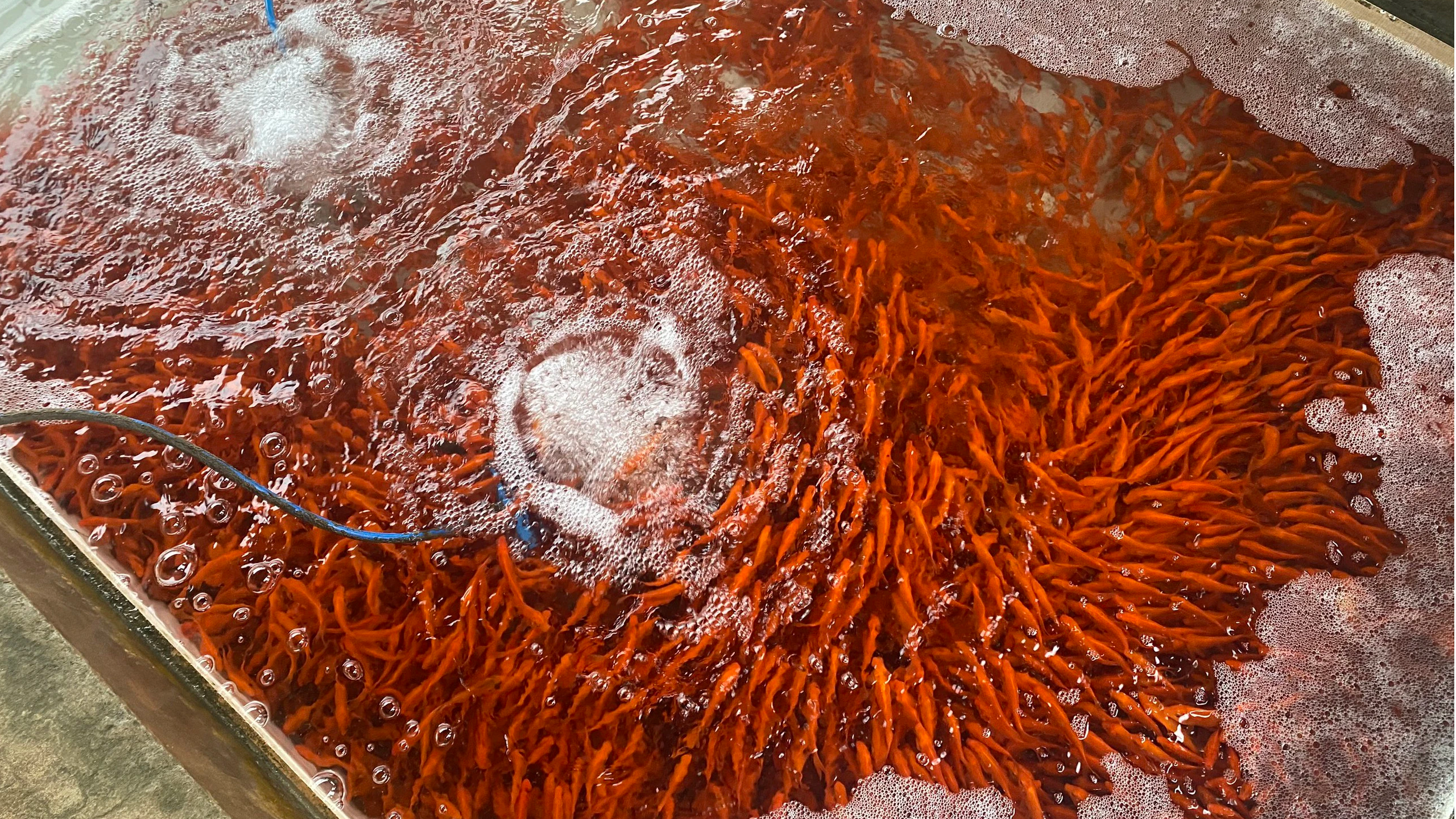 Thủ phủ cá chép đỏ Thuỷ Trầm và bí kíp chăm sóc Thủ phủ cá chép đỏ Thuỷ Trầm và bí kíp chăm sóc