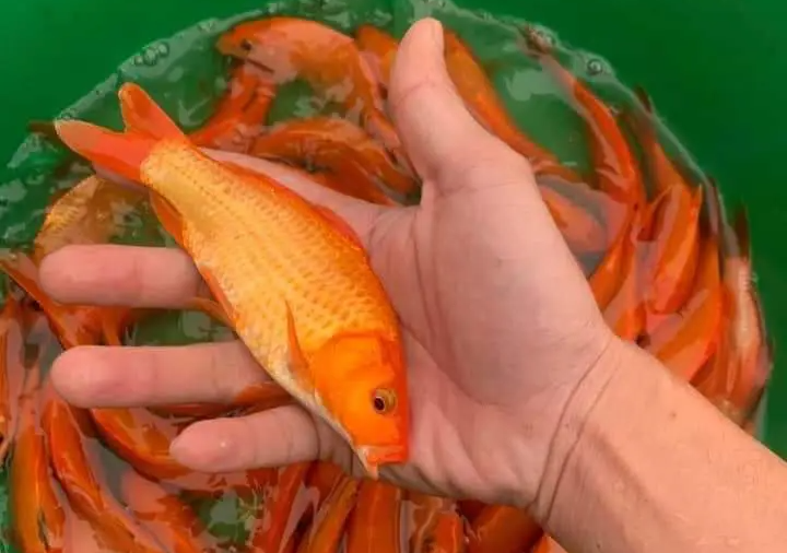 Thủ phủ cá chép đỏ Thuỷ Trầm và bí kíp chăm sóc Thủ phủ cá chép đỏ Thuỷ Trầm và bí kíp chăm sóc