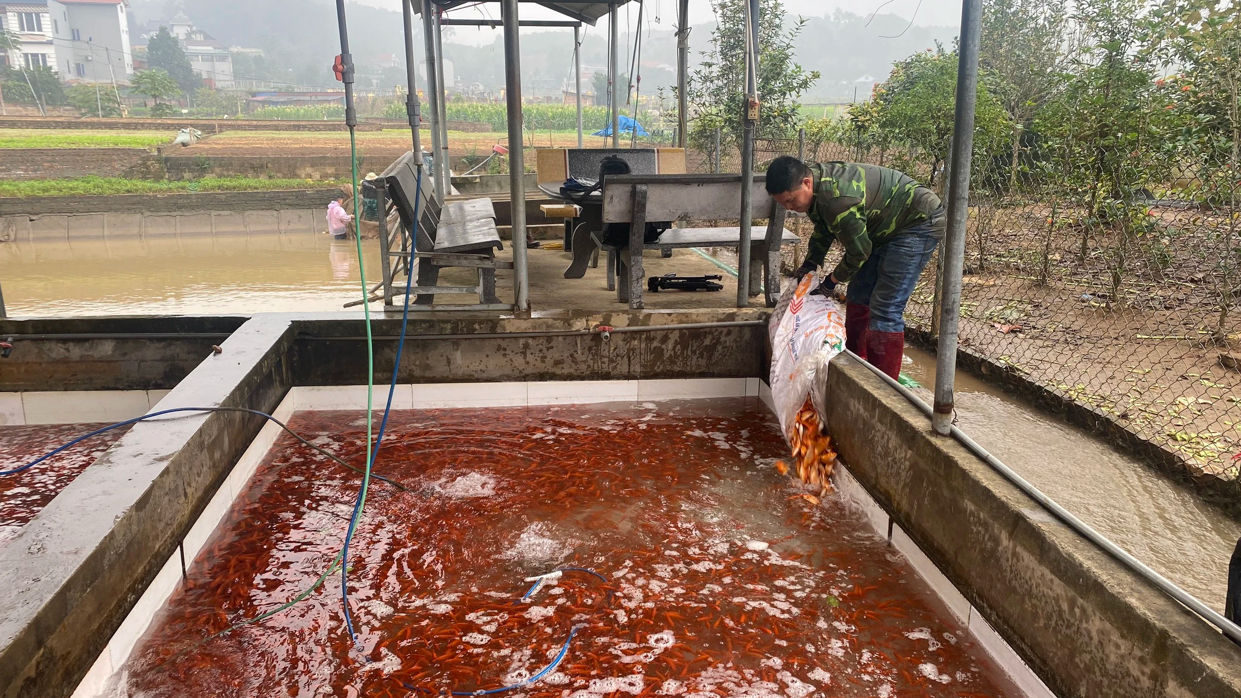 Thủ phủ cá chép đỏ Thuỷ Trầm và bí kíp chăm sóc Thủ phủ cá chép đỏ Thuỷ Trầm và bí kíp chăm sóc