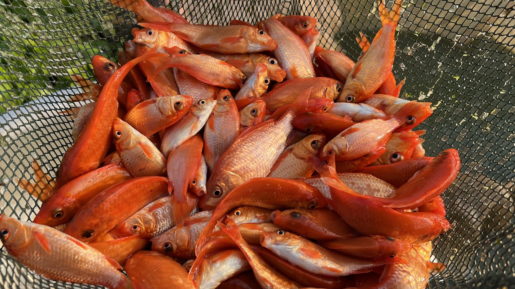 Thủ phủ cá chép đỏ Thuỷ Trầm và bí kíp chăm sóc Thủ phủ cá chép đỏ Thuỷ Trầm và bí kíp chăm sóc