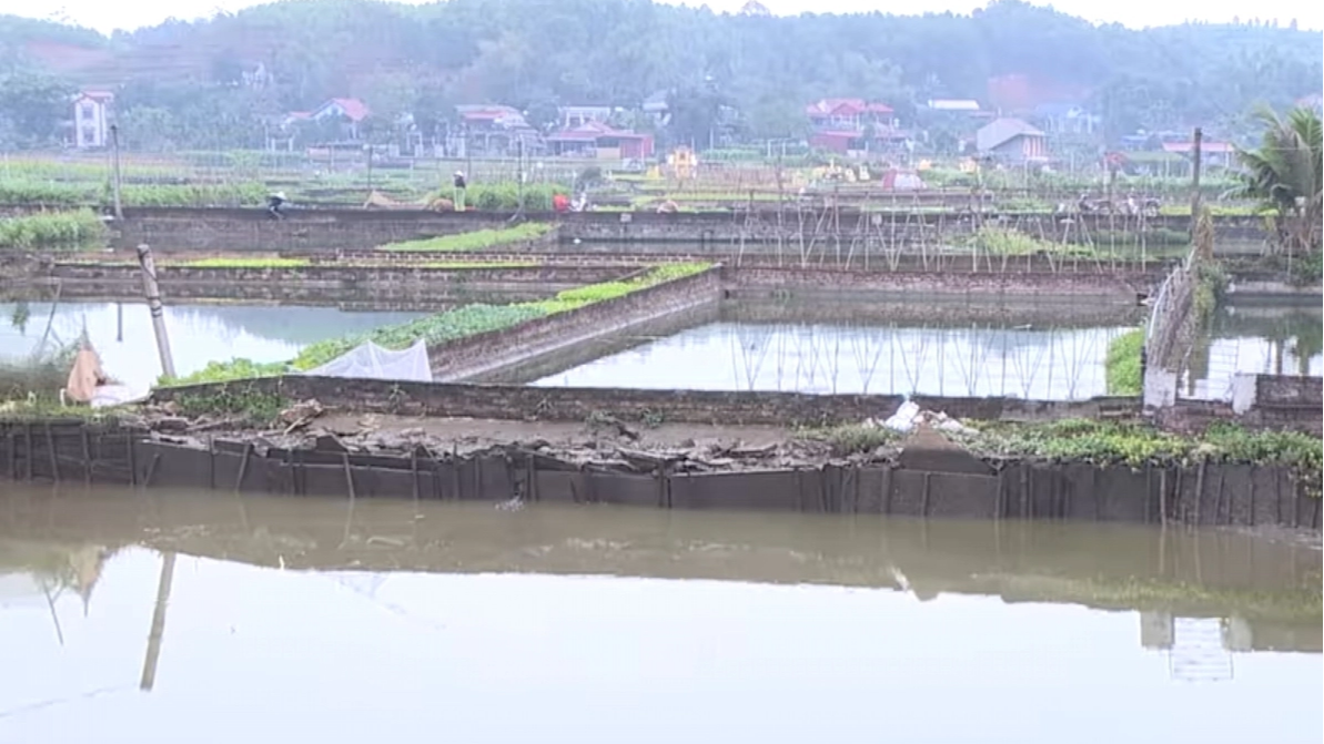 Thủ phủ cá chép đỏ Thuỷ Trầm và bí kíp chăm sóc Thủ phủ cá chép đỏ Thuỷ Trầm và bí kíp chăm sóc