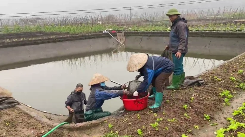 Thủ phủ cá chép đỏ Thuỷ Trầm và bí kíp chăm sóc Thủ phủ cá chép đỏ Thuỷ Trầm và bí kíp chăm sóc