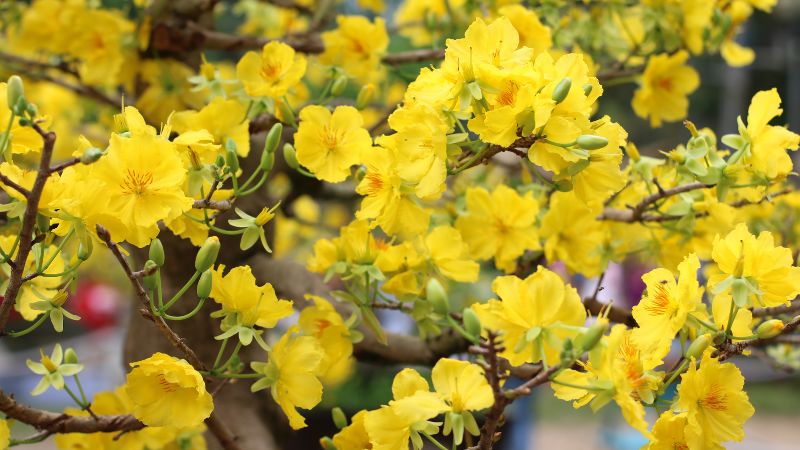 Những b&agrave;i h&aacute;t nhạc Xu&acirc;n, nhạc Tết 2024 hay v&agrave; &yacute; nghĩa nhất- Ảnh 4.