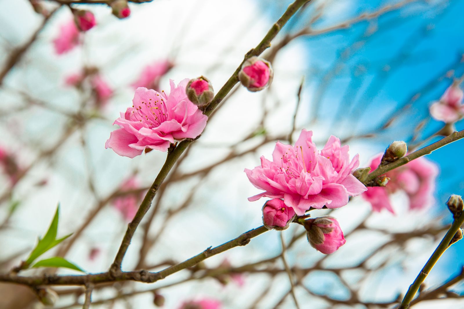 Những b&agrave;i h&aacute;t nhạc Xu&acirc;n, nhạc Tết 2024 hay v&agrave; &yacute; nghĩa nhất- Ảnh 2.