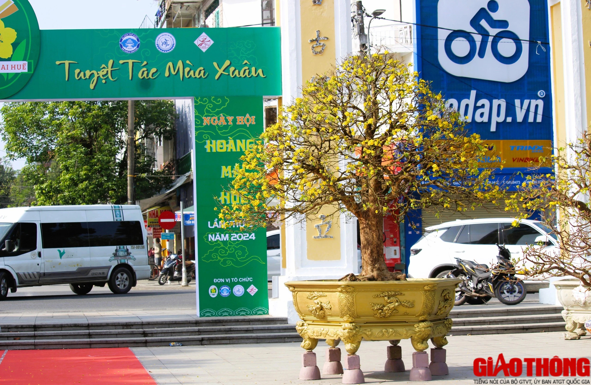 Ngắm những tuyệt phẩm Ho&agrave;ng mai tr&ecirc;n v&ugrave;ng đất Cố đ&ocirc;- Ảnh 3.