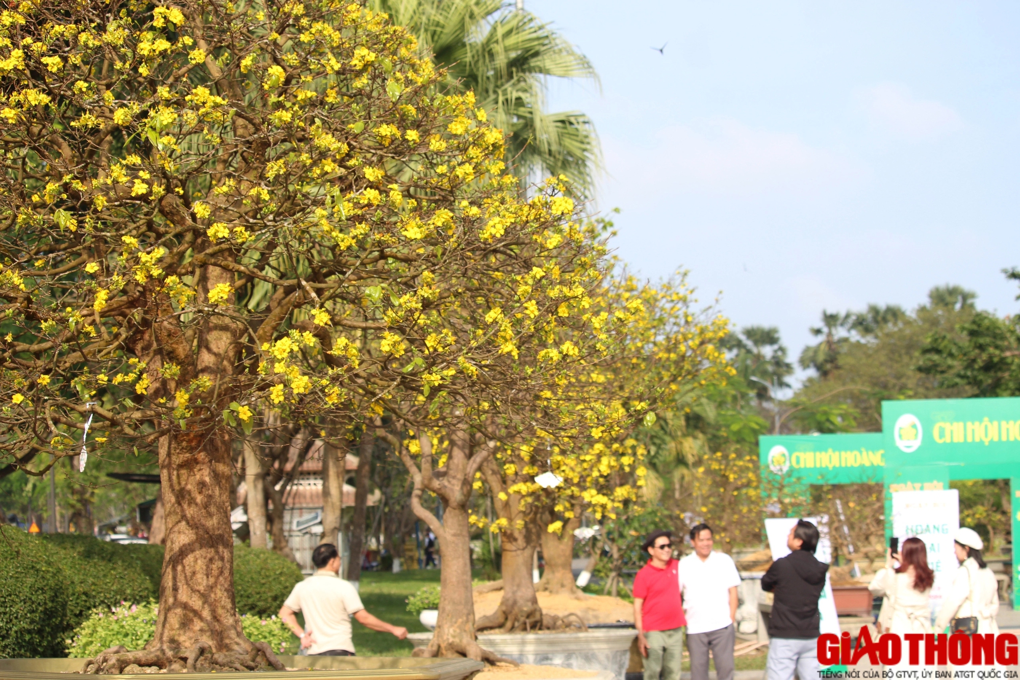 Ngắm những tuyệt phẩm Ho&agrave;ng mai tr&ecirc;n v&ugrave;ng đất Cố đ&ocirc;- Ảnh 5.