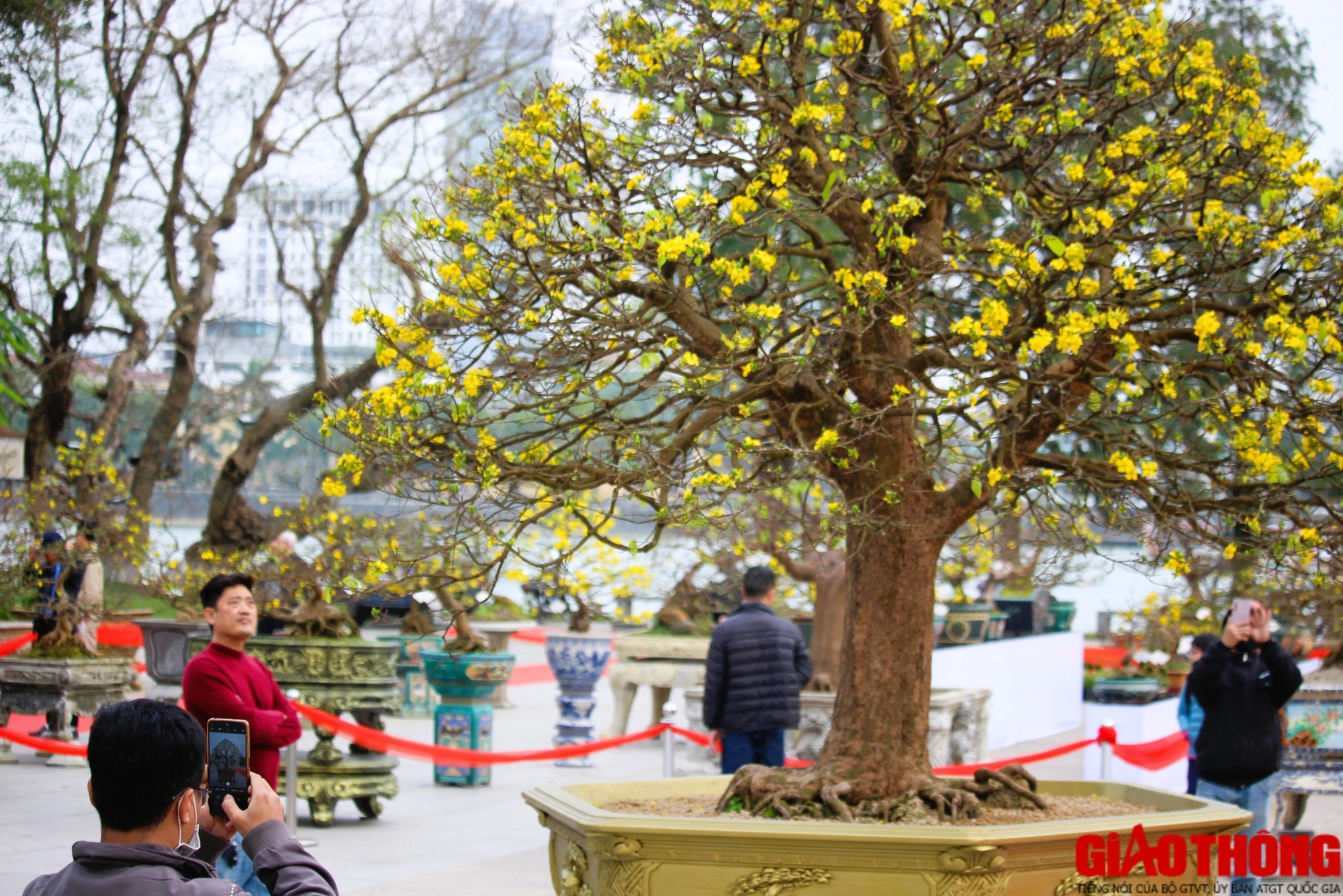 Ngắm những tuyệt phẩm Ho&agrave;ng mai tr&ecirc;n v&ugrave;ng đất Cố đ&ocirc;- Ảnh 6.