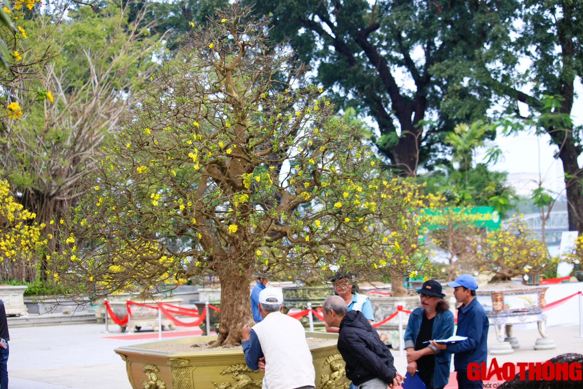 Ngắm những tuyệt phẩm Ho&agrave;ng mai tr&ecirc;n v&ugrave;ng đất Cố đ&ocirc;- Ảnh 10.