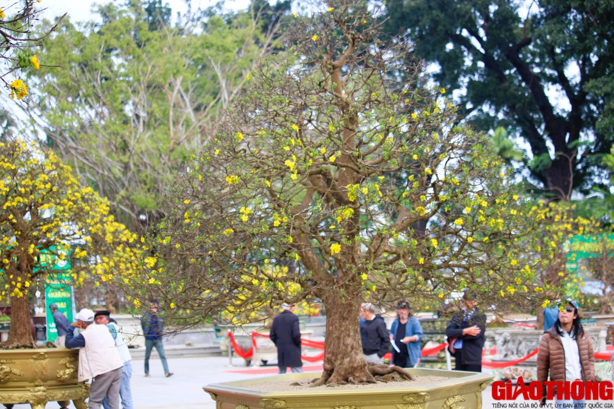 Ngắm những tuyệt phẩm Ho&agrave;ng mai tr&ecirc;n v&ugrave;ng đất Cố đ&ocirc;- Ảnh 12.