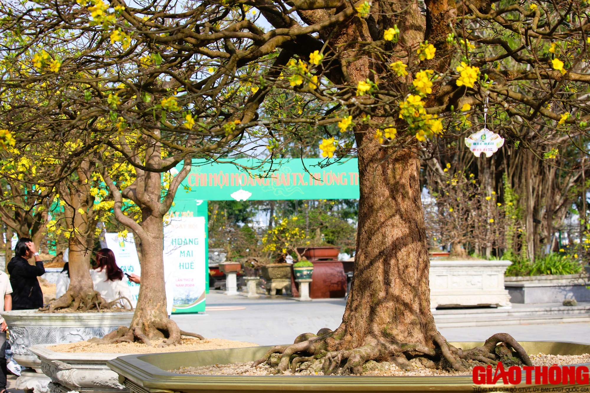 Ngắm những tuyệt phẩm Ho&agrave;ng mai tr&ecirc;n v&ugrave;ng đất Cố đ&ocirc;- Ảnh 14.