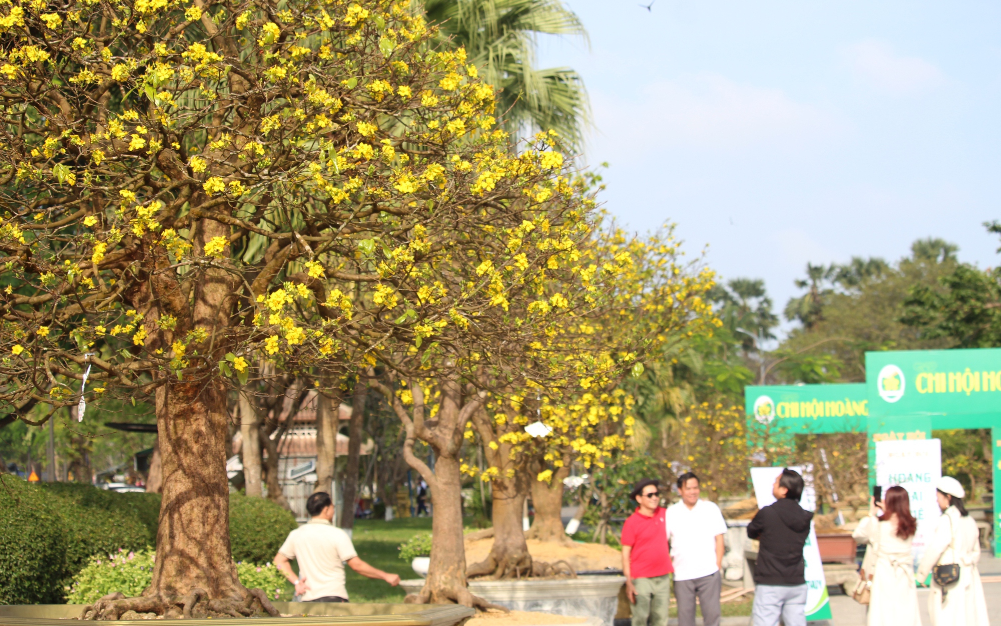 M&ecirc; mải ngắm những cội ho&agrave;ng mai tuyệt phẩm gi&aacute; tiền tỷ ở đất Cố đ&ocirc;