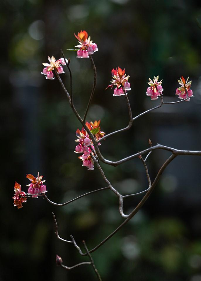 Hoa đào chuông báo xuân ngợp ngời trên đỉnh Bà Nà- Ảnh 1. C:\Users\haht02\Desktop\Dao chuong rz\dao chuong (2).jpg