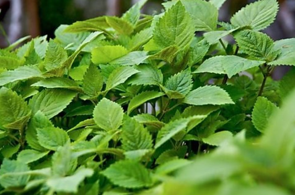 Kinh giới Chớ coi thường loại rau gia vị dân giã nhưng làm thuốc chữa bệnh- Ảnh 1.