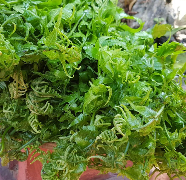 Loại rau dân dã có tên lạ, ăn ngon lại bổ dưỡng- Ảnh 1. Loại rau dân dã có tên lạ, ăn ngon lại bổ dưỡng- Ảnh 1.