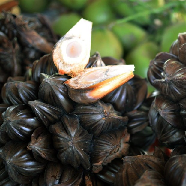 Loại quả mọc đầy v&ugrave;ng s&ocirc;ng nước Việt Nam được người Trung Quốc v&ocirc; c&ugrave;ng y&ecirc;u th&iacute;ch- Ảnh 1.