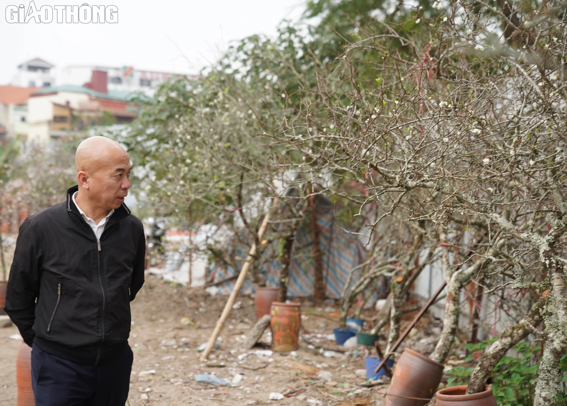 Chi tiền triệu để mua hoa rừng về trang tr&iacute; Tết- Ảnh 1.