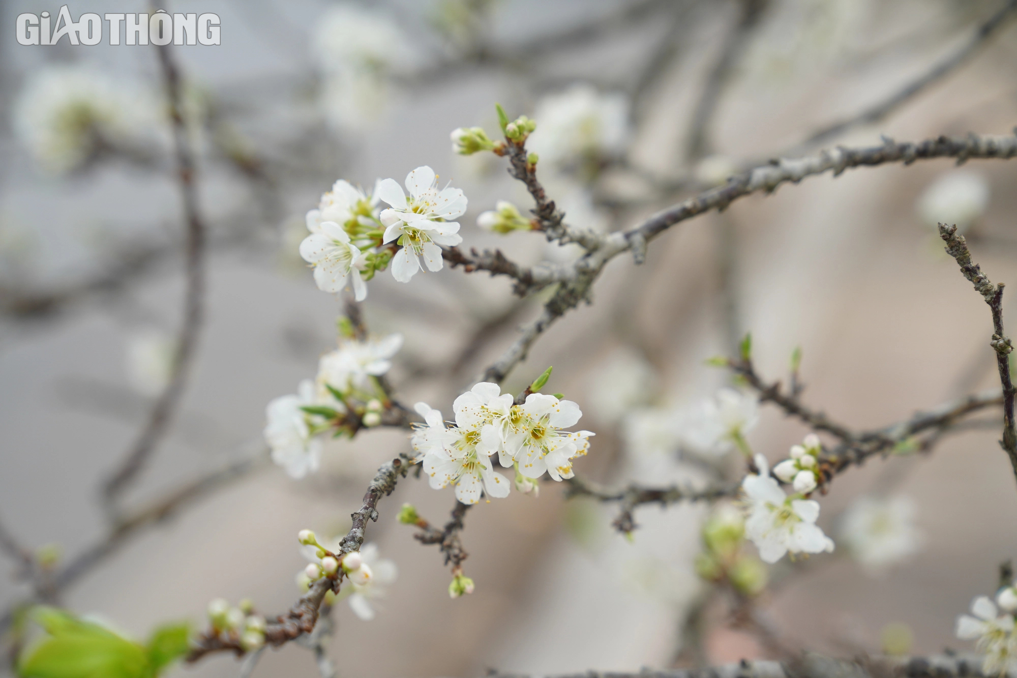 Chi tiền triệu để mua hoa rừng về trang tr&iacute; Tết- Ảnh 2.