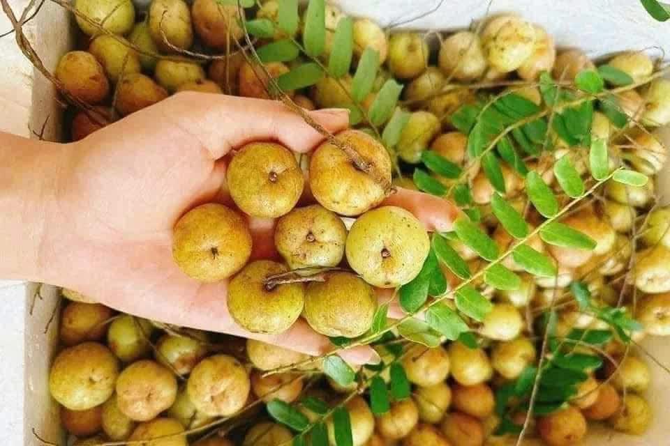 Kh&ocirc;ng phải l&ecirc; hay t&aacute;o, đ&acirc;y mới l&agrave; loại quả n&ecirc;n ăn nhất trong m&ugrave;a đ&ocirc;ng- Ảnh 3.
