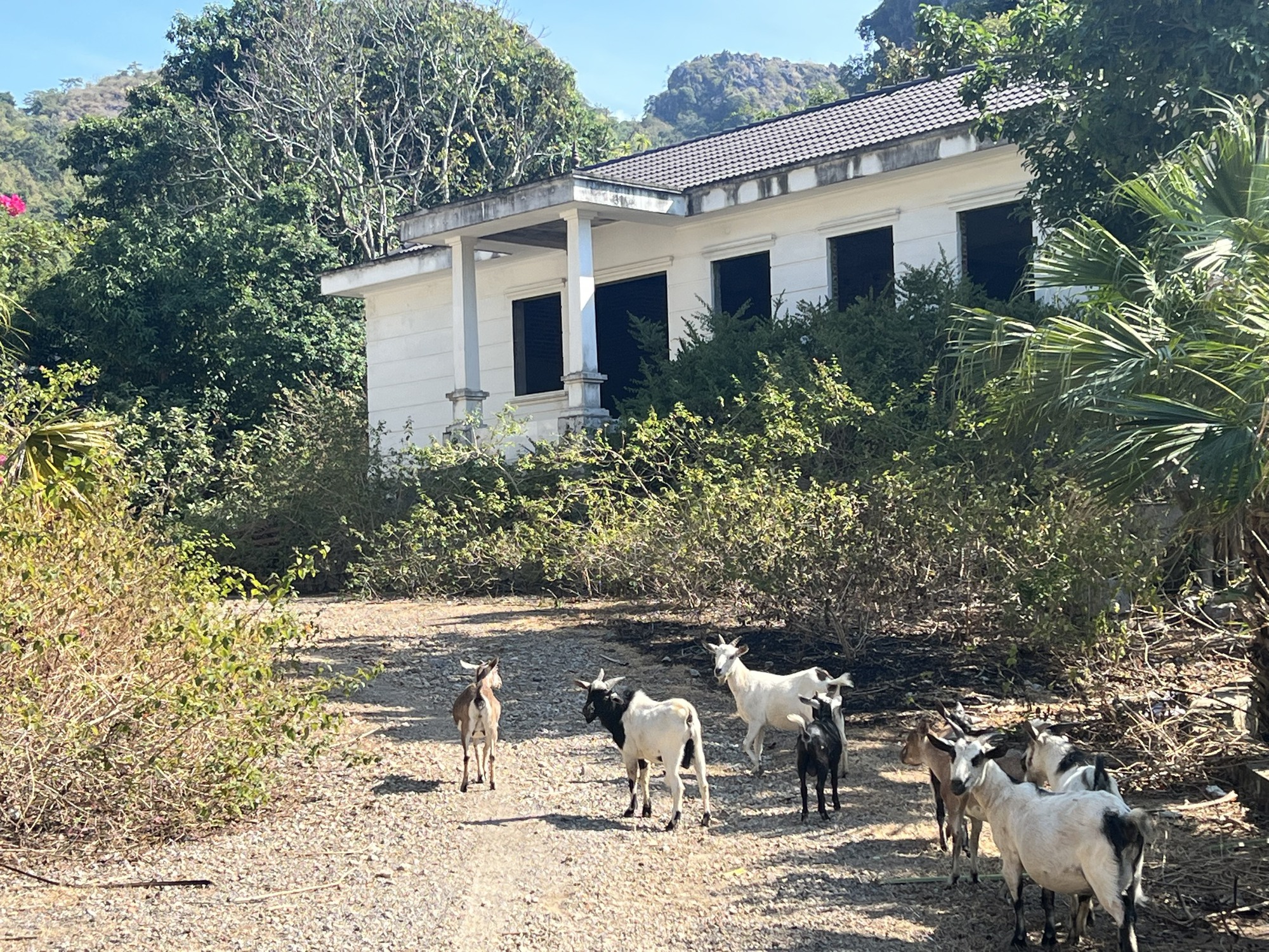 Hải Phòng: Lạ lùng loạt biệt thự ở khu du lịch thành nơi nuôi dê- Ảnh 1. Hải Phòng: Lạ lùng loạt biệt thự ở khu du lịch thành nơi nuôi dê- Ảnh 1.
