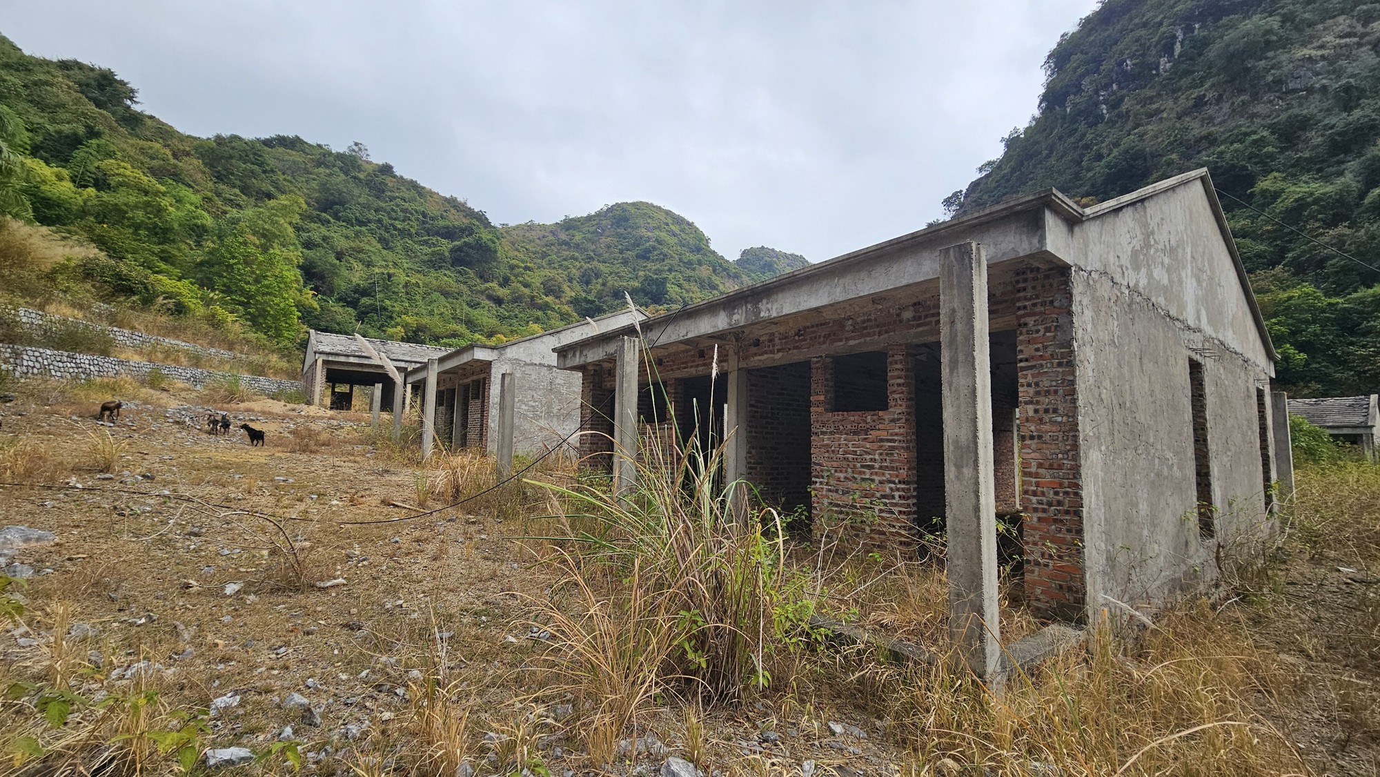 Hải Phòng: Lạ lùng loạt biệt thự ở khu du lịch thành nơi nuôi dê- Ảnh 12. Hải Phòng: Lạ lùng loạt biệt thự ở khu du lịch thành nơi nuôi dê- Ảnh 12.